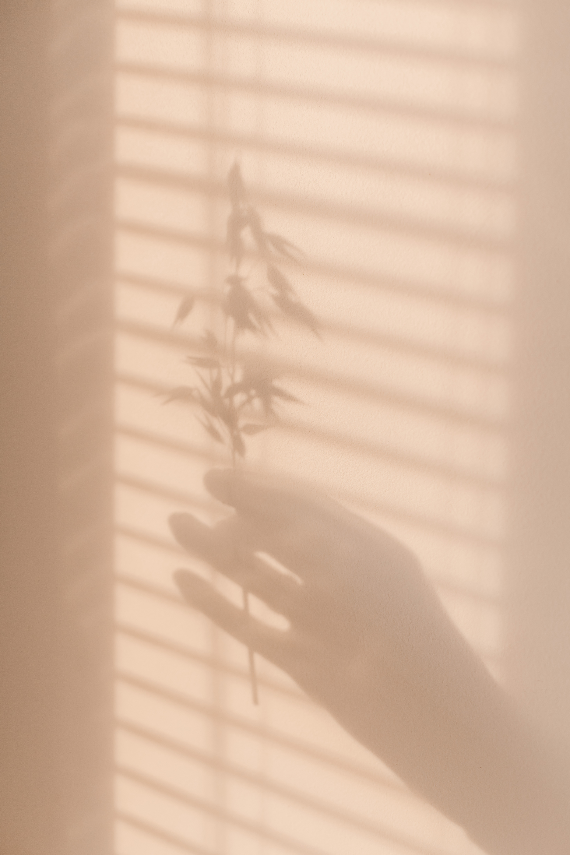 Shadow of Hand Holding Leaves on Beige Wall